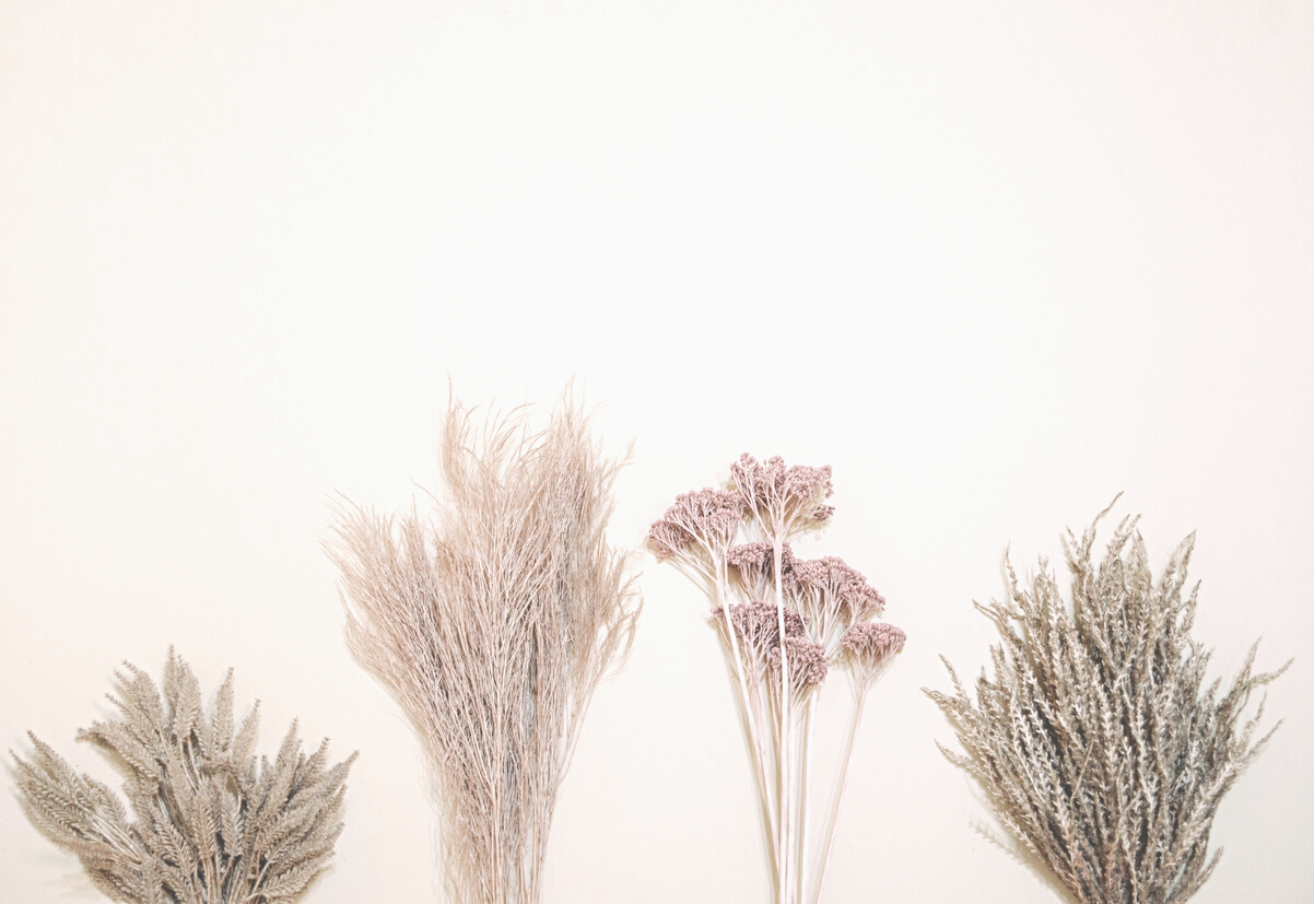 Bunch of Dried Leaves on Light Background